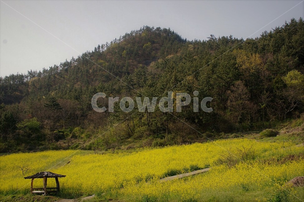 유채꽃,꽃,원두막,자연,식물,봄,spring,하늘,nature,sky,감성,풍경,계절,season,자연풍경,flower,산,나무,trees,봄,계절,spring,season,outdoors,옥외,field,들,grassland,목초지