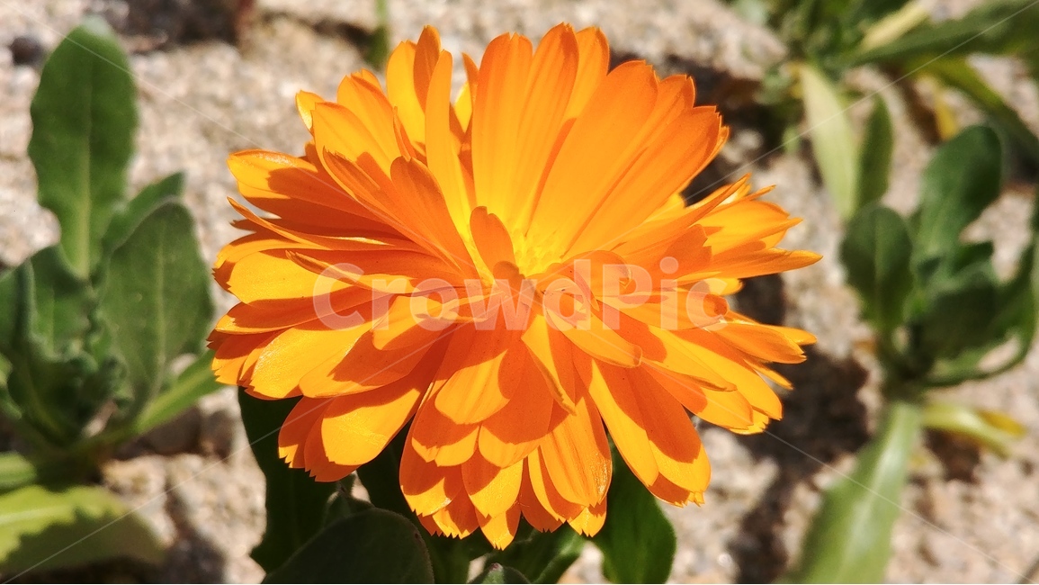 주황색꽃,꽃,식물,자연,flower,nature,plants,spring,식물,자연,plants,nature,꽃,flower