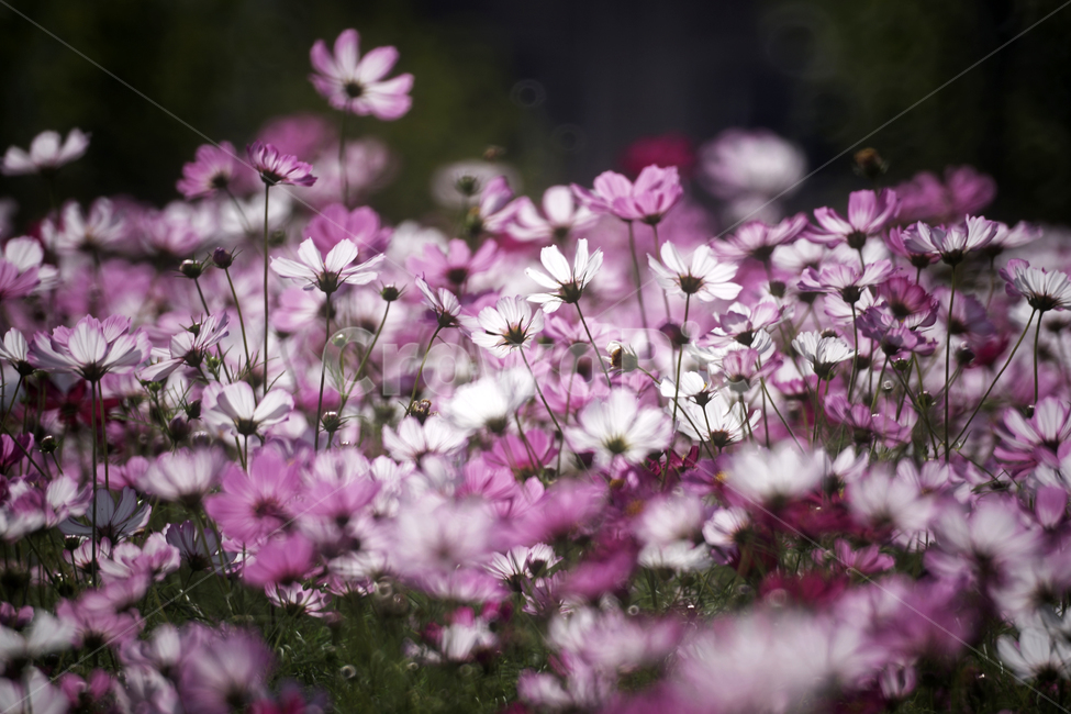 코스모스,꽃,식물,계절,가을,감성,가을,계절,fall,autumn,season,식물,자연,plants,nature,꽃,flower,geranium,제라늄,blossom,plant