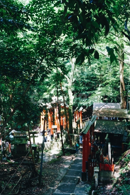 일본,교토,후시미이나리,여우신사,신사,도리이,여행,일본여행,숲,여행지,관광지,伏見稲荷大社,japan,kyoto,temple,travel,forest,touristspots,랜드마크,landmark,tourist attraction,해외,외국,세계,foreign,oversea,world,세계랜드마크,해외랜드마크,외국랜드마크,world landmark,world tourist attraction,종교,신앙,religion,belief,faith,감성,sensible,feeling,휴식,힐링,rest,relaxation,healing,garden,정원,outdoors,옥외
