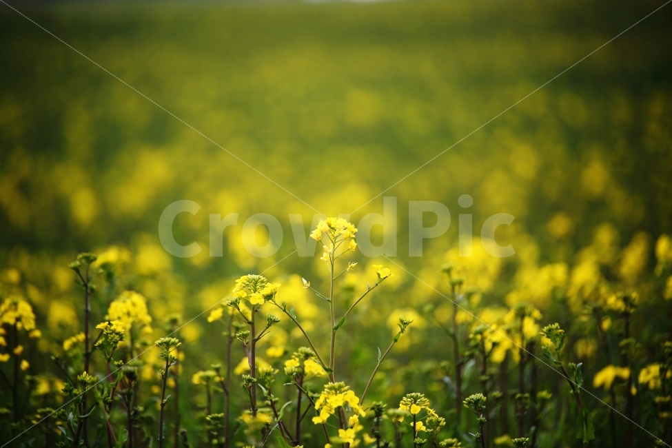유채꽃,유채,봄,보캐,느낌,감성,feel,제주도,혼자,배경,봄,계절,spring,season,식물,자연,plants,nature,꽃,flower,감성,sensible,feeling,field,들,outdoors,옥외,grassland,목초지