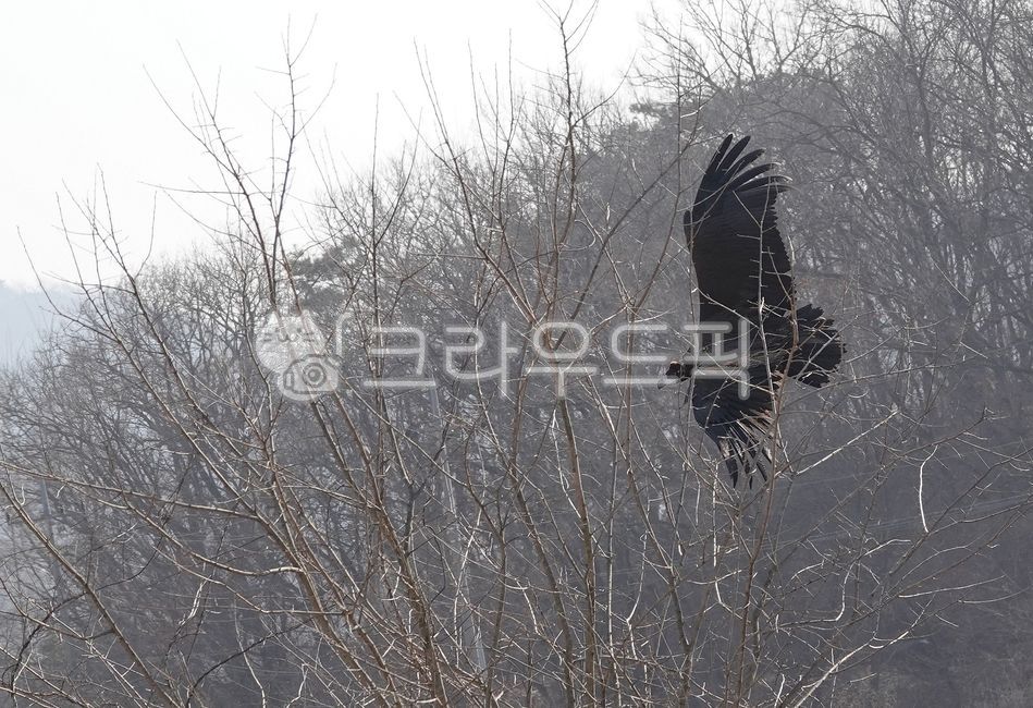 Eagle Restaurant,Eagle,Imjin River Ecological Park,Imjin River Eagle,Demilitarized Zone Eagle