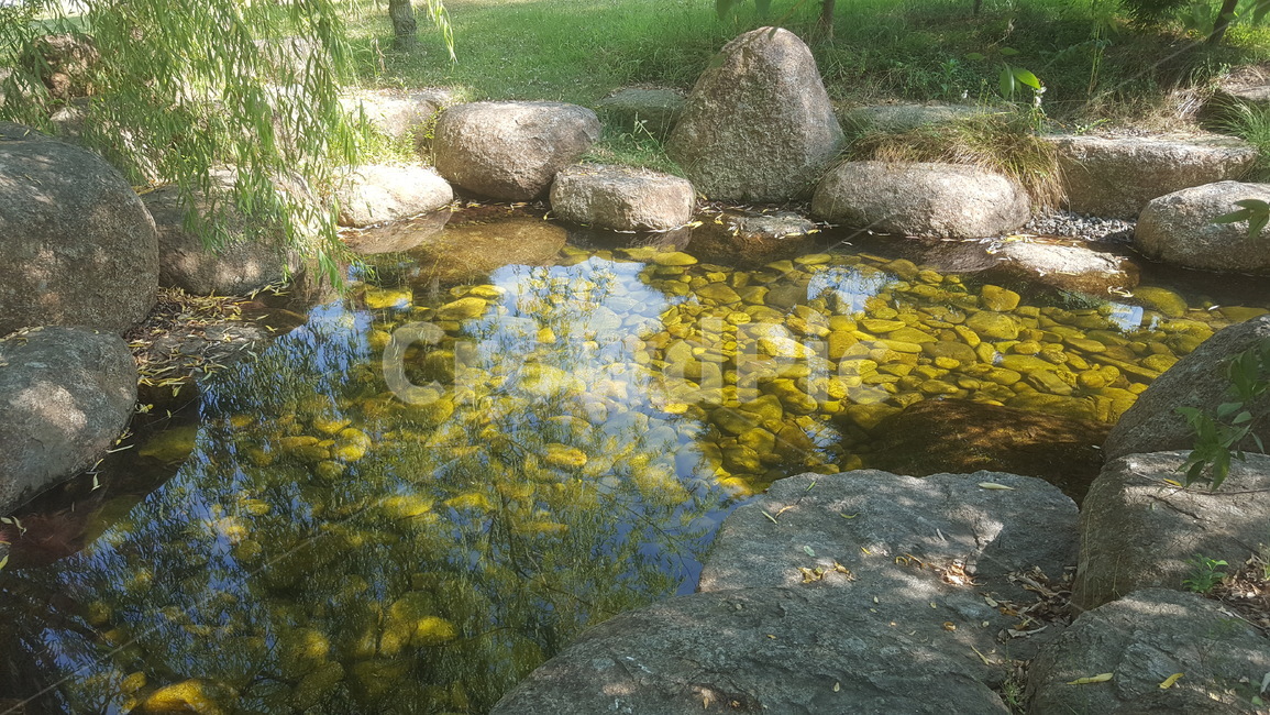 연못,물가,바위,한가로운,버드나무,공원,park,pond,rock,free,willow