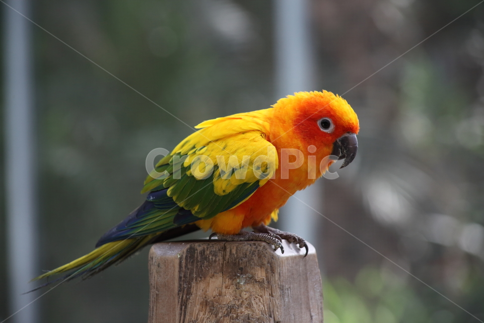 앵무,새,동물원,parrot,bird,앵무새,작은새,동물,animal,조류,새,birds