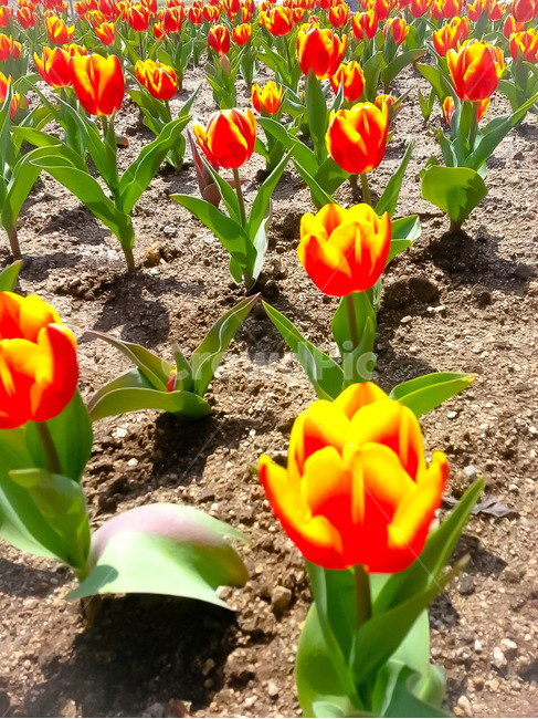 튜울립,튤립꽃,식물,접사,봄꽃,봄,계절,spring,season,식물,자연,plants,nature,꽃,flower,plant,blossom,tulip,튤립