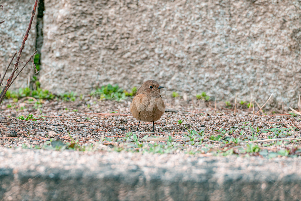 참새,새,동물,sparrow,bird,animal,동물,animal,조류,새,birds