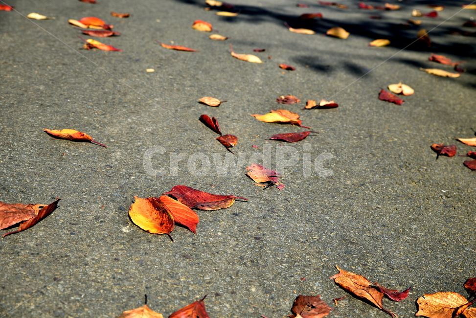 plant,식물,leaf,잎,ground,바닥,가을,계절,fall,autumn,season