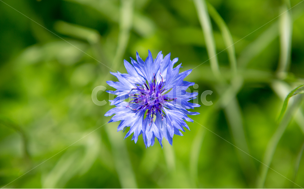 식물,꽃,꽃밭,plants,nature,flower,green,풀,식물,자연,plants,nature,꽃,flower