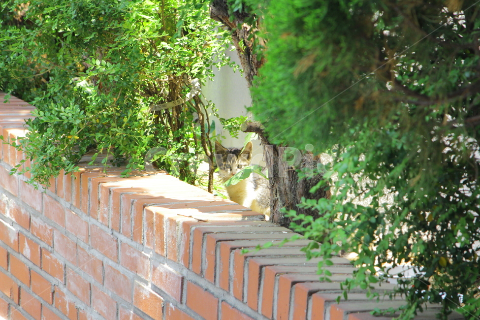 고양이,길고양이,아기고양이,경계,동물,동물,animal,포유류,mammal,고양이,cat,kitten,kitty
