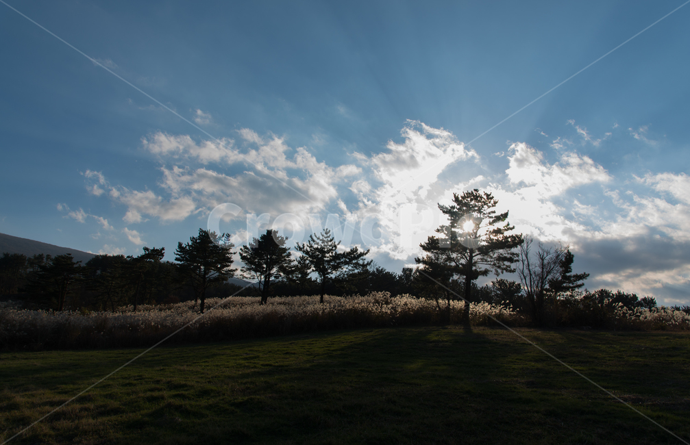 제주도,갈대,역광,풍경,오름,자연,풍경,nature,landscape,outdoors,옥외,weather,날씨,tree,나무,plant,식물