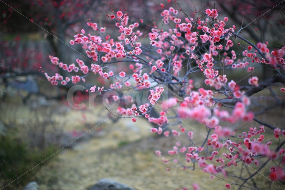 매화,홍매화,설중매,자연,봄꽃,봄,계절,spring,season,식물,자연,plants,nature,꽃,flower,plant,blossom