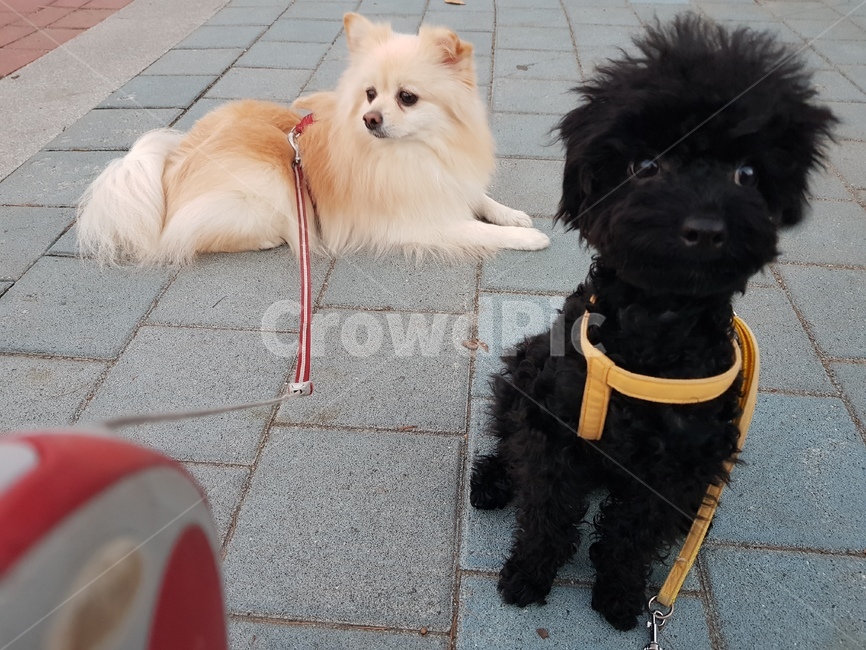 강아지,푸들,포메라니안,산책,puppy