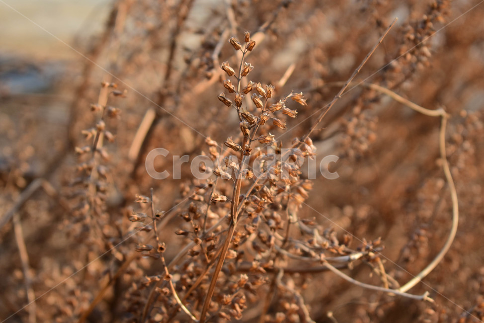식물,가을식물,덩쿨,낙엽,가을,가을,계절,fall,autumn,season,식물,자연,plants,nature,ground,바닥