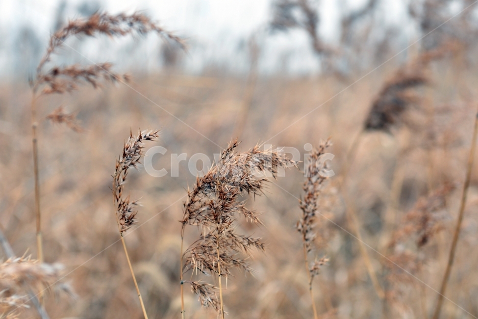 갈대,갈대밭,우음도,겨울갈대,길,풍경,강아지풀,겨울,계절,winter,season,식물,자연,plants,nature,감성,sensible,feeling