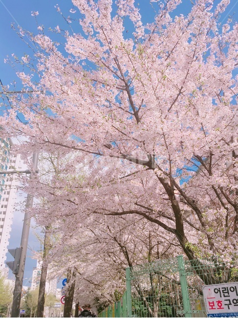 벚꽃,핑크색,나무,꽃,봄,배경화면,분위기