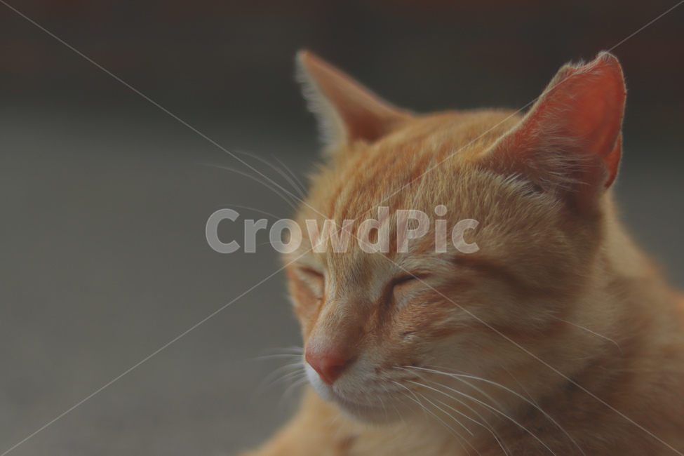 고양이,동물,길고양이,냐옹이,야옹이,잠,길거리,animal,straycat,kitty,street,동물,animal,포유류,mammal,고양이,cat,kitten,kitty