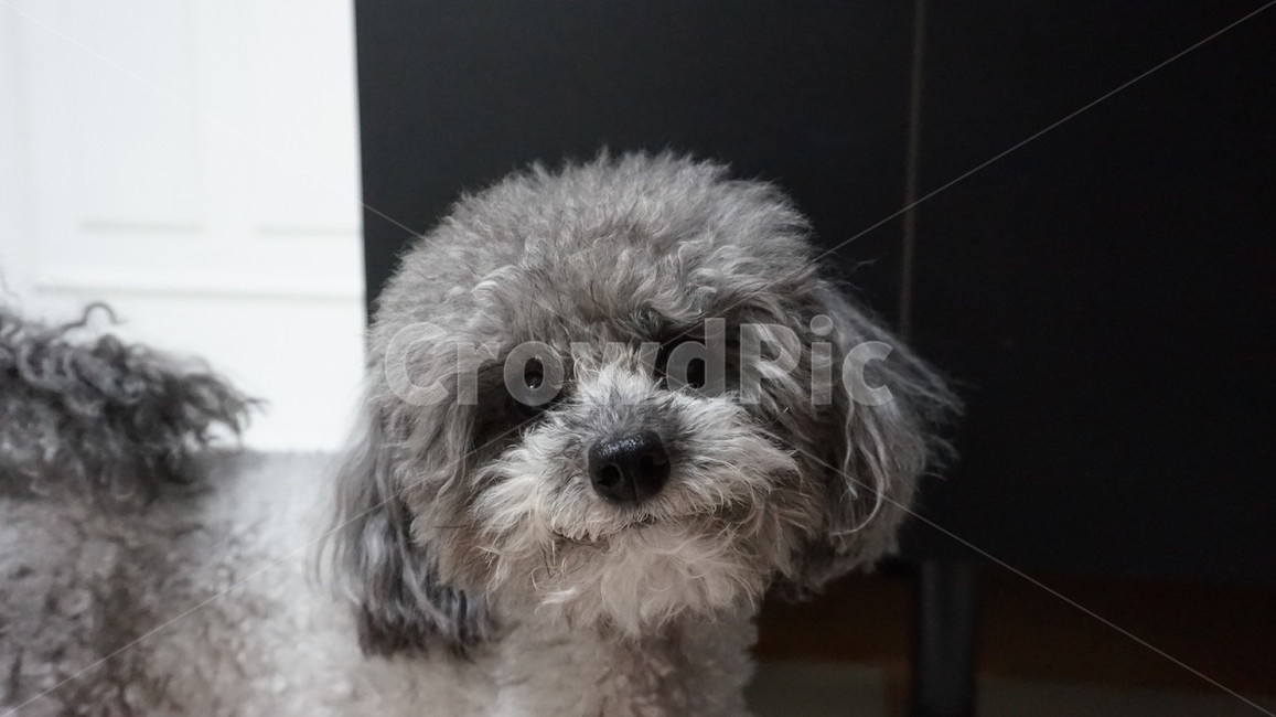 강아지,푸들,반려견,dog,동물,실버푸들,반려동물,poodle,토이푸들,애완동물,애완견,동물,animal,포유류,mammal,개,강아지,dog,doggy