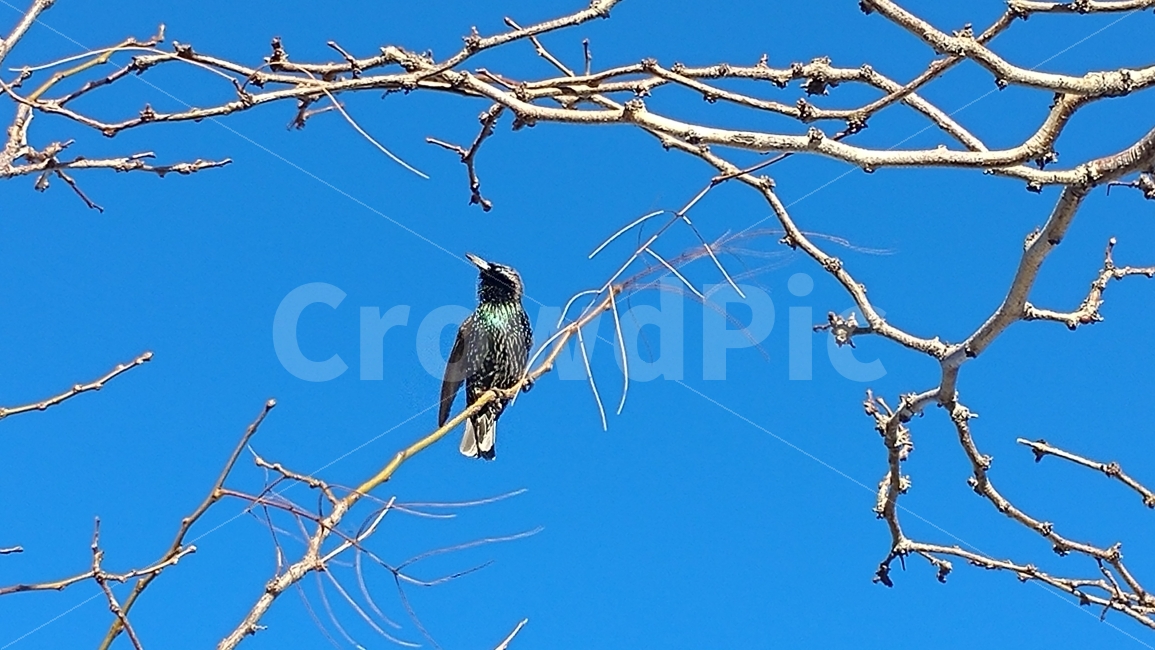 파란하늘,새,동물,나무,bluesky,bird,tree,라스베가스,네바다,미국,LasVegas,animal,nature,동물,animal,조류,새,birds