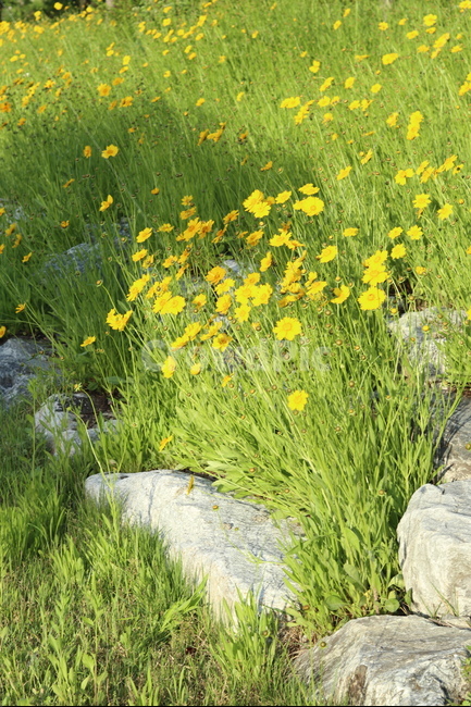 금계국,노랑,봄,풍경,아침,빛,식물,자연,plants,nature,꽃,flower
