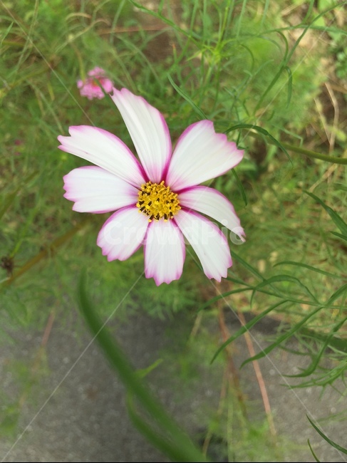 plant,식물,pollen,화분,코스모스,분홍,노랑,식물,자연,plants,nature,꽃,flower