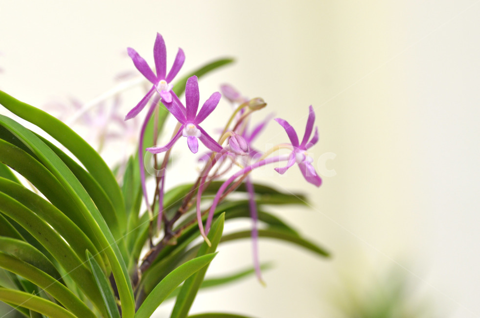 풍란,風蘭,난초,야생란,꽃,식물,자연,plants,nature,꽃,flower