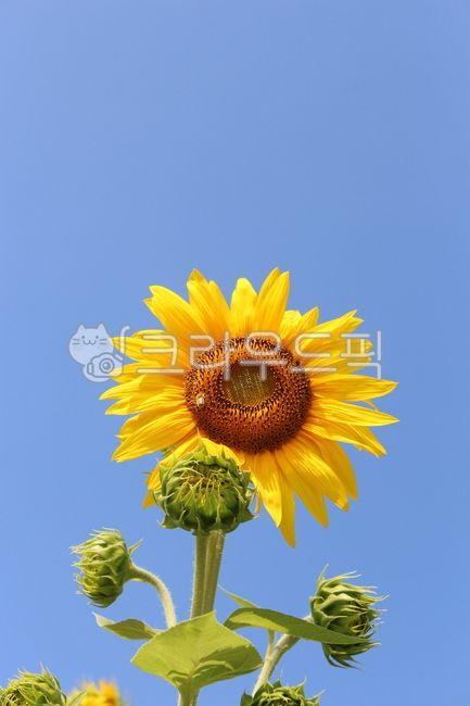 해바라기,푸른하늘,해바라기풍경,꽃,해바라기꽃,노란꽃,노란색,한해살이풀,큰해바라기,sunflower,노랑,하늘배경,희망