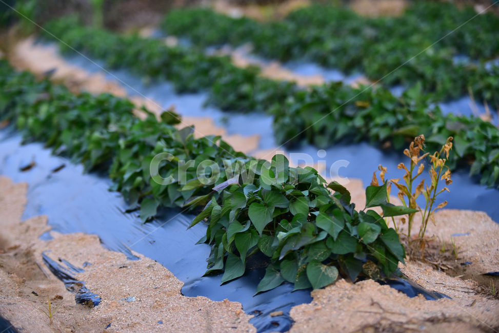 고구마밭,고구마농사,고구마,밭농사,농사,밭고랑,시골,농촌,농사비닐,재배비닐,고구마잎,잘자란,소복한,잎,고구마줄기,줄기,덩굴식물,field,farming,village,vinyl,농업,농사,agriculture,farming,farming industry