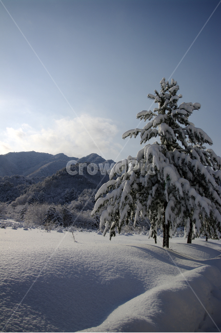 겨울,눈,설경,풍경,나무,겨울,계절,winter,season