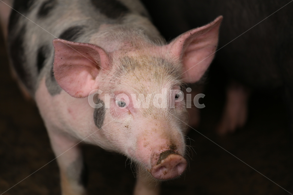 돼지,베트남돼지,베트남가정사육,베트남사육돼지,식용돼지,동물,animal,포유류,mammal