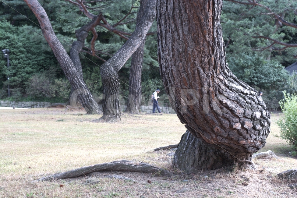 고목,소나무,거송,느낌,풍경,창덕궁,고궁,식물,자연,plants,nature