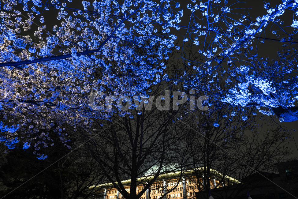 여의도,윤중로,벚꽃축제,벚꽃길,벚꽃,CherryBlossom,야경,야화,nightview,natural,landscape,식물,봄,배경,자연,서울벚꽃,서울명소,힐링,spring,하얀꽃,splendor,화사,flowers,나무,trees,wood,축제,봄,계절,spring,season,야경,밤,풍경,nightscape,night,landscape,도시,city,한국도시풍경,한국도시경관,korea cityscape,식물,자연,plants,nature,나무,trees,wood