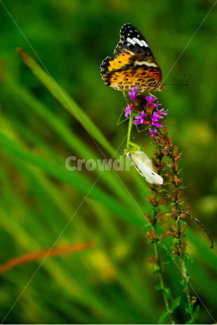 자연,곤충,사마귀,양육강식,먹다,사냥,숲속,포식자,nature,inset,bug,mantis,eat,hunt,forest,preator,식물,자연,plants,nature,꽃,flower,동물,animal,곤충,벌레,insect,bug