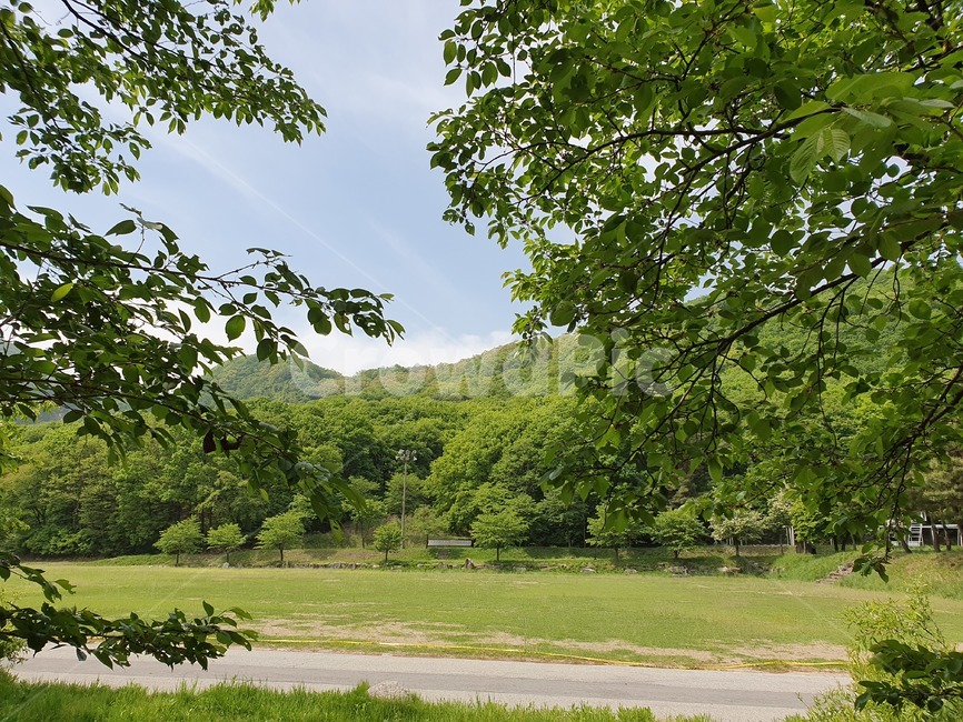 봄,plants,감성,자연,flower