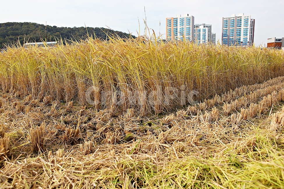 벼,추수,수확,결실,쌀,곡식,자연,풍경,식물,음식,식재료,짚,농업,농사,농촌,곡류,곡식,cereals,농업,농사,agriculture,farming,farming industry