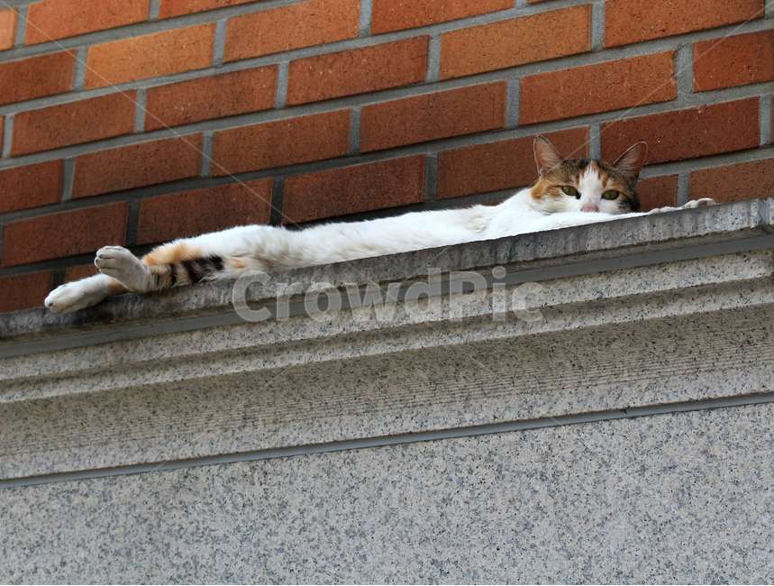고양이,길고양이,들고양이,동물,cat
