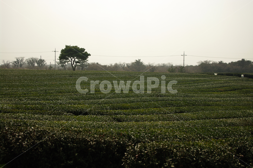나무,녹차,밭,초록,잎,자연,풍경,nature,landscape