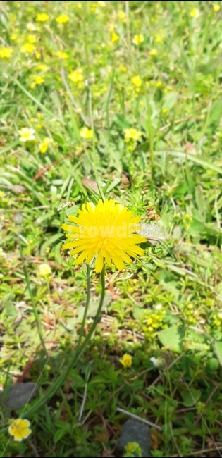 한송이,밝음,민들레,여러송이,산굼부리,노란색