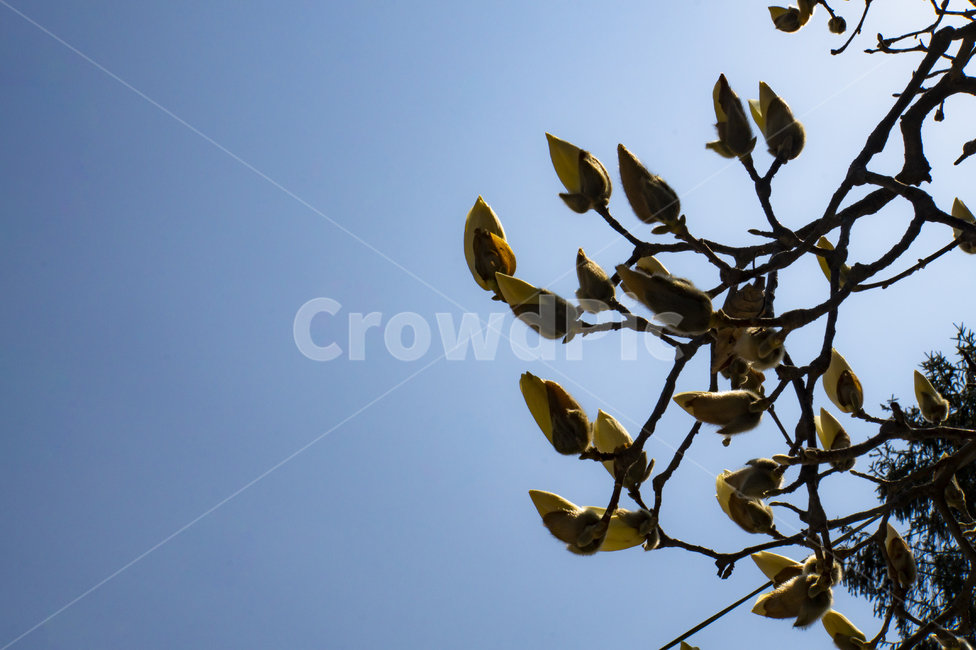 목련,꽃망울,봄꽃,흰꽃,magnolia,봄,목련꽃,가지,시작,첫걸음,꽃인생,꽃말,하얀꽃,봄,계절,spring,season,식물,자연,plants,nature,꽃,flower,leaf,잎,plant,animal,동물,bird,새