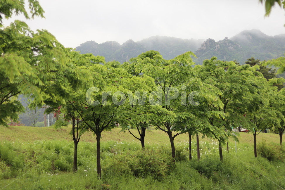 용봉산,구름,비,나무,봄,흐림,자연,풍경,nature,landscape,한국자연풍경,한국자연경관,korea nature landscape,식물,plants,나무,trees,wood,plant,tree,outdoors,옥외