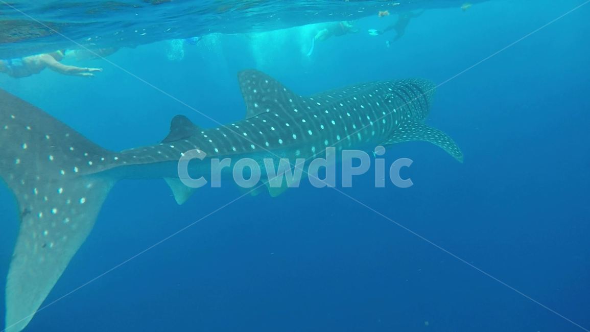 mexico,cancun,whale shark,Mexico,wild animals,whaleshark