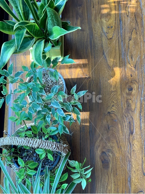 식물,화분,꽃,plant,flowers,자연,nature,vase,식물,자연,plants,nature,실내용화초,화분,화초,house plant