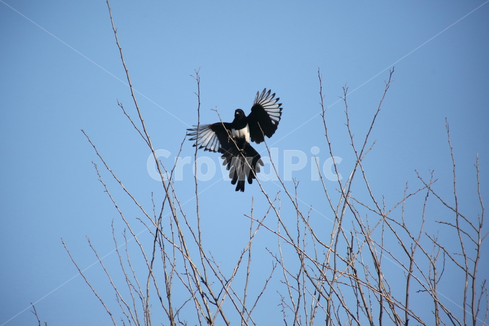 animal,동물,bird,새,까치,동물,animal,조류,새,birds