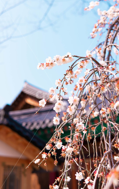 매화,꽃,한옥,색감,봄,봄꽃,봄,계절,spring,season,식물,자연,plants,nature,꽃,flower,plant
