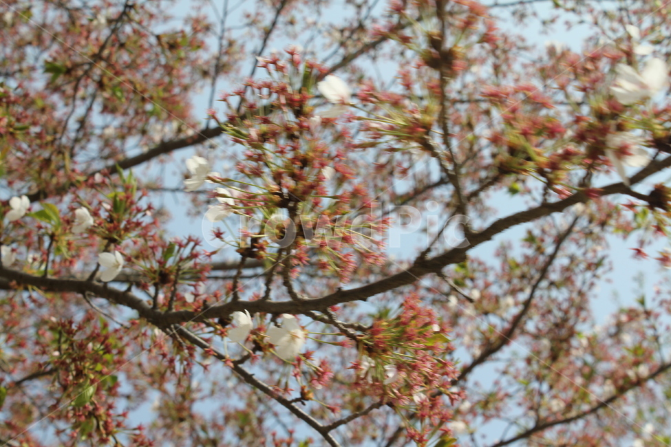 꽃,봄,식물,자연,꽃나무,식물,자연,plants,nature,꽃,flower