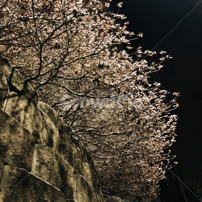 눈꽃,겨울,눈,snow,밤