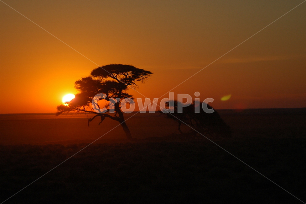 일출,아프리카,사막,나미비아,sunrise,africa,mountain,지평선,horizon,나무,tree,자연,풍경,nature,landscape,식물,plants,나무,trees,wood,실루엣,그림자,silhouette,shadow,outdoors,옥외,sunset,일몰,red sky,붉은 하늘,sky,하늘,dusk,황혼,dawn,새벽