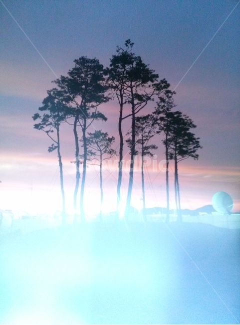 몽환,안개,환상,하늘,우주,자아,탐색,새벽,나무,방황,꿈,푸른빛,자연,풍경,nature,landscape,색깔,색상,색채,색감,color sense,color sensitivity,feeling of color,outdoors,옥외