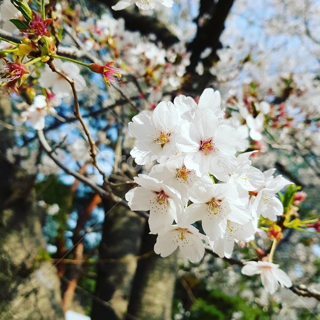 벚꽃,봄,꽃송이,분홍,나무,꽃놀이