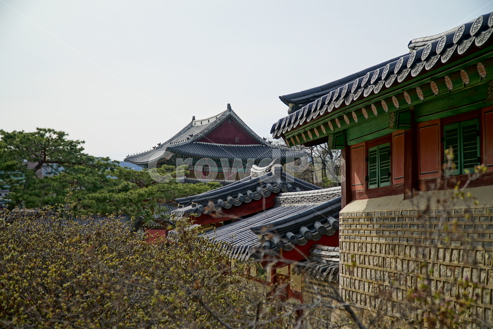 창덕궁,한국,korea,대한민국,서울,seoul,고궁,궁전,궁궐,조선,조선시대,조선왕조,왕궁,한옥,한국적인,한국문화,문화,한국전통,전통,문화재,전통문화,지붕,처마,담청,풍경,landscape,자연,nature,봄,봄꽃,spring,4월,april,기와,왕실,palace,changdeokgung,한국자연,한국풍경,나무,tree,하늘,sky,역사,히스토리,history,한국전통,한국문화,korean traditional,korean culture,건축물,건물외관,exterior,building,structure,architecture,construction