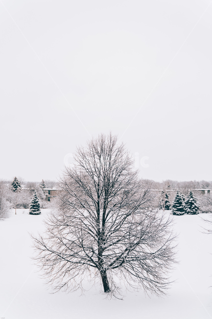 나무,자연,겨울,눈,흰색,흑백,겨울,계절,winter,season,자연,풍경,nature,landscape,tree,plant,식물,fir,전나무